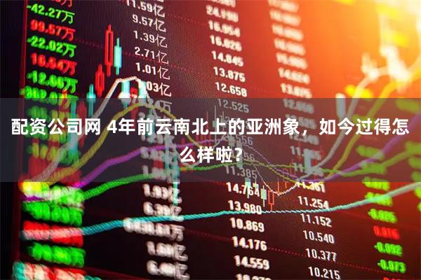 配资公司网 4年前云南北上的亚洲象，如今过得怎么样啦？