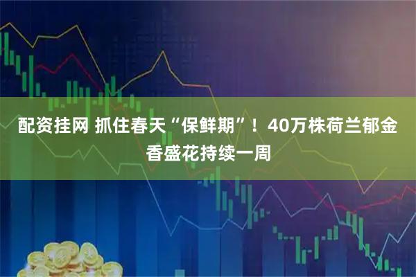 配资挂网 抓住春天“保鲜期”！40万株荷兰郁金香盛花持续一周