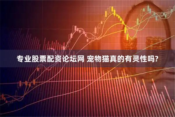 专业股票配资论坛网 宠物猫真的有灵性吗?