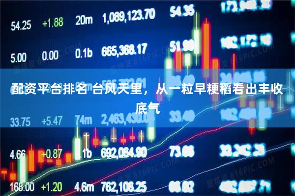 配资平台排名 台风天里，从一粒早粳稻看出丰收底气