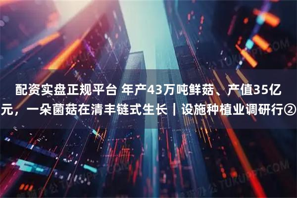 配资实盘正规平台 年产43万吨鲜菇、产值35亿元,一朵菌菇在清丰链式生长|设施种植业调研行②